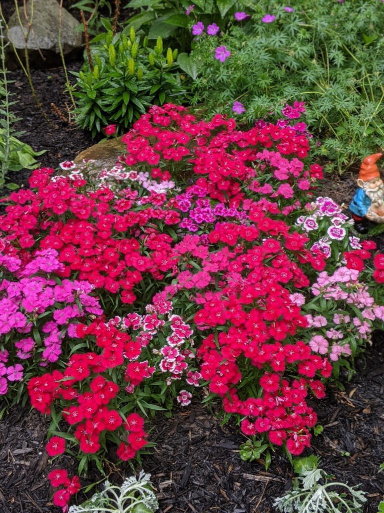 dianthus DIY front yard landscaping Montreal lifestyle fashion beauty blog