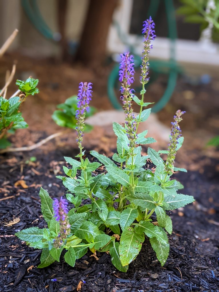 salvia DIY front yard landscaping Montreal lifestyle fashion beauty blog