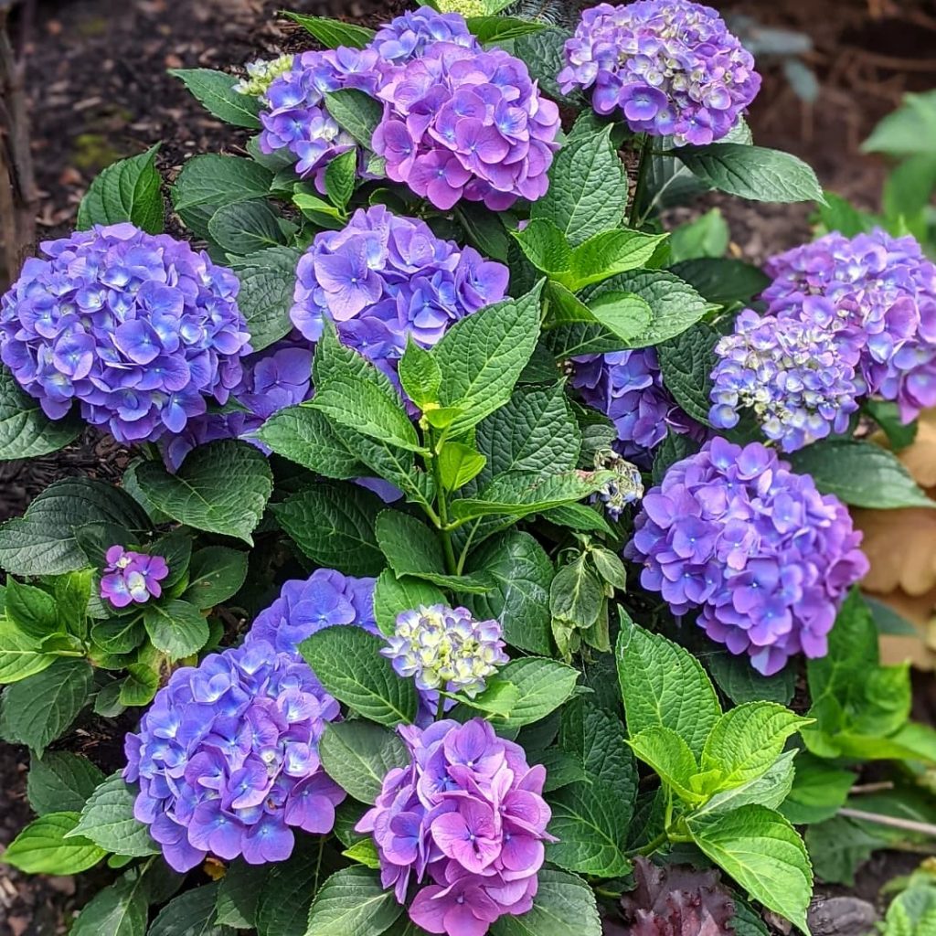 bigleaf hydrangea macrophylla