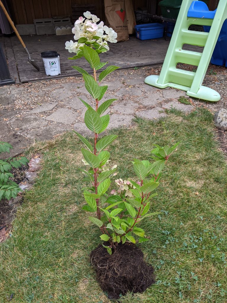 Quick Fire Hydrangea shrub DIY how to turn a hydrangea bush into a tree Montreal lifestyle fashion beauty blog