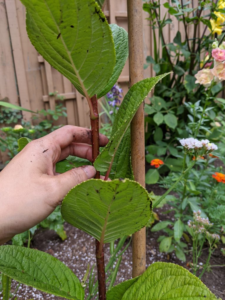 add tree stake DIY how to turn a hydrangea bush into a tree Montreal lifestyle fashion beauty blog