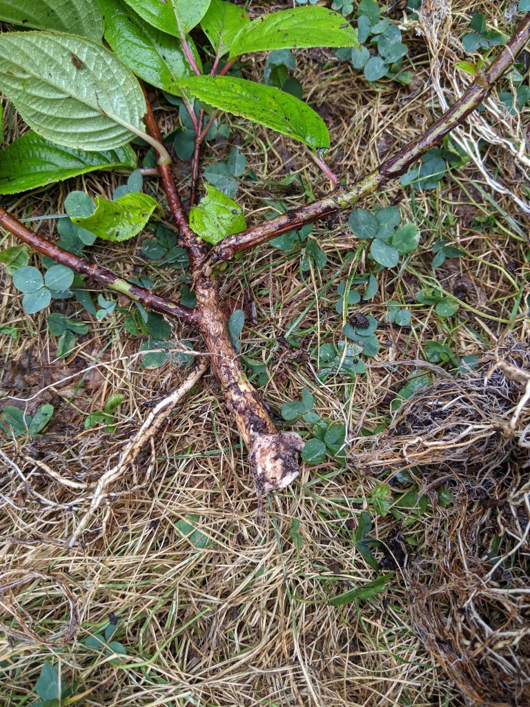 branch snapped off DIY how to turn a hydrangea bush into a tree Montreal lifestyle fashion beauty blog