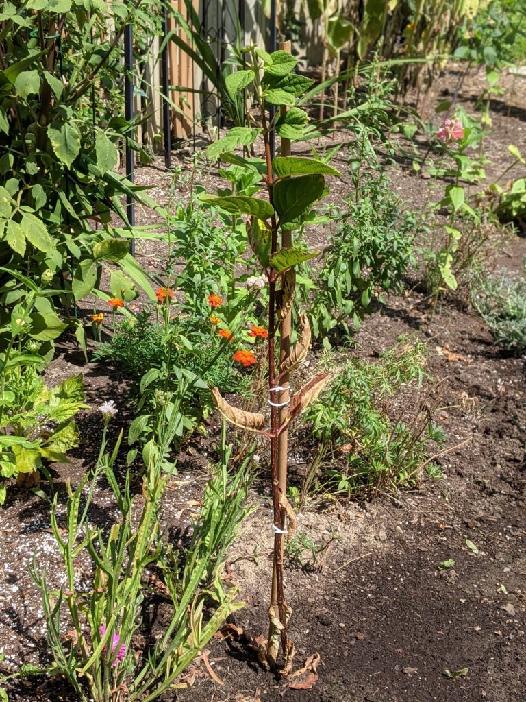 heat wave DIY how to turn a hydrangea bush into a tree Montreal lifestyle fashion beauty blog