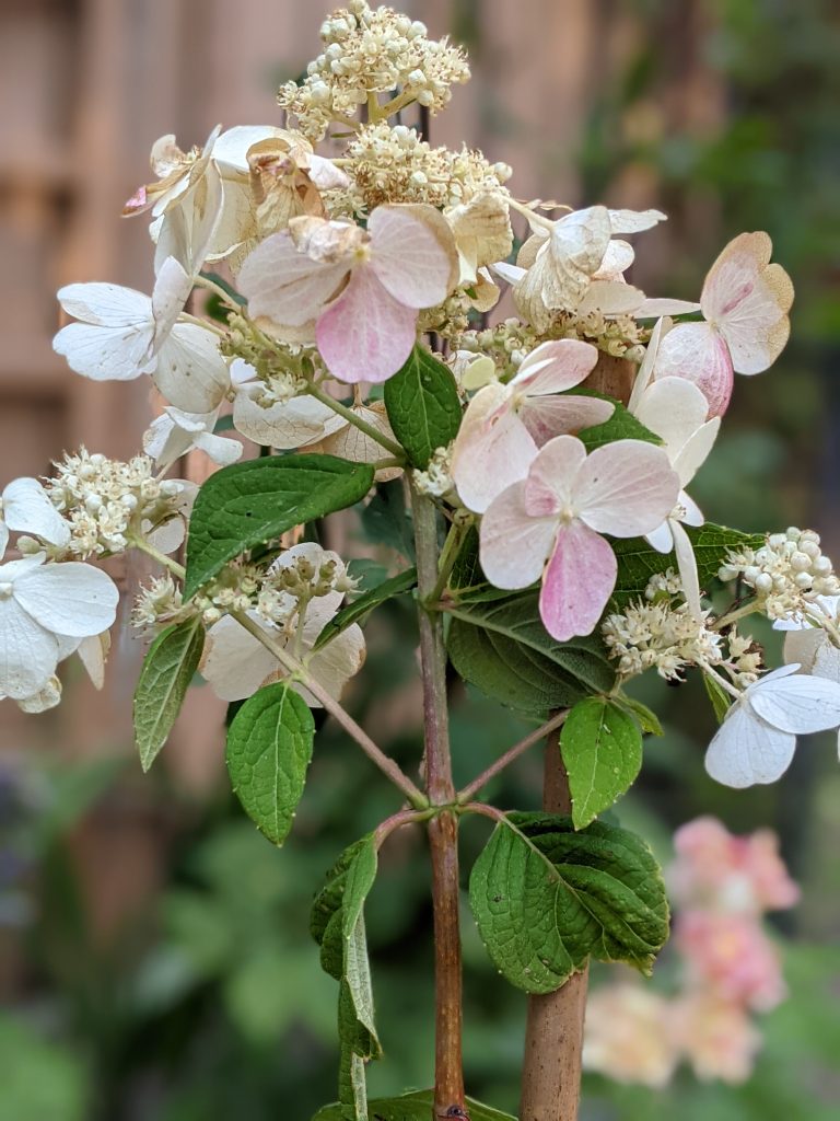 main bloom and side blooms DIY how to turn a hydrangea bush into a tree Montreal lifestyle fashion beauty blog