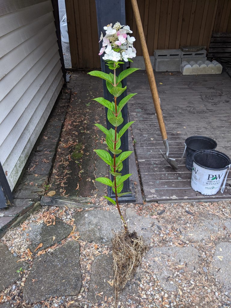 main branch DIY how to turn a hydrangea bush into a tree Montreal lifestyle fashion beauty blog