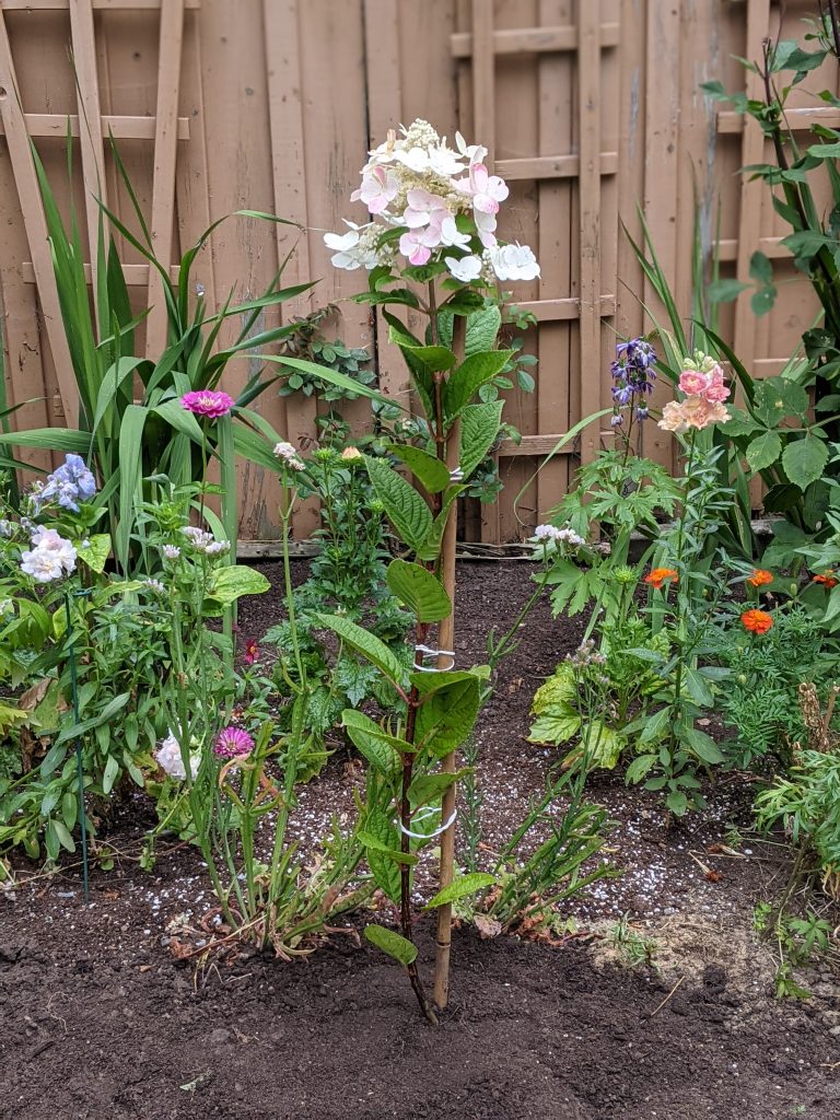 plant hydrangea branch DIY how to turn a hydrangea bush into a tree Montreal lifestyle fashion beauty blog