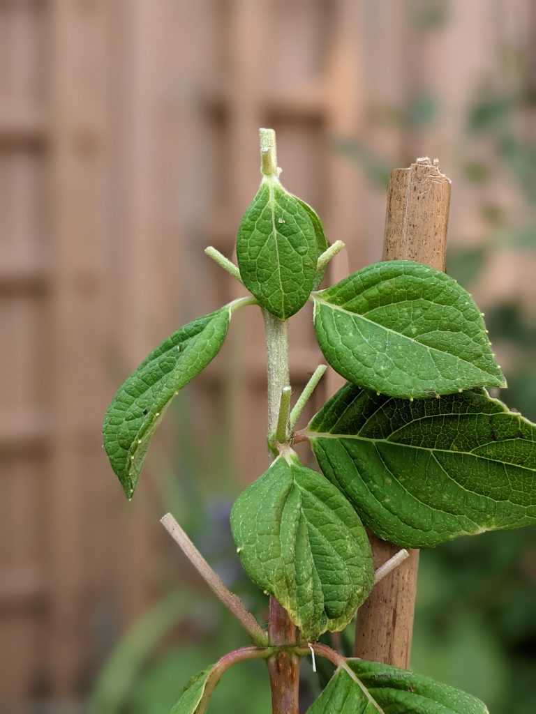 prune blooms DIY how to turn a hydrangea bush into a tree Montreal lifestyle fashion beauty blog