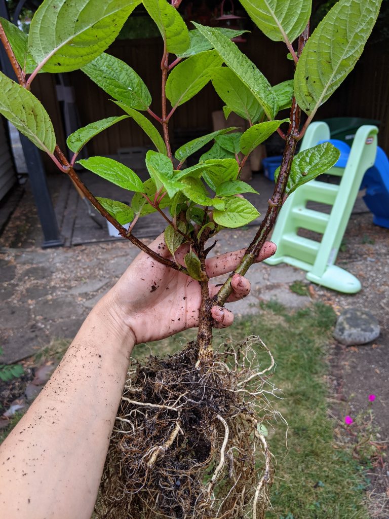 prune off side branches DIY how to turn a hydrangea bush into a tree Montreal lifestyle fashion beauty blog