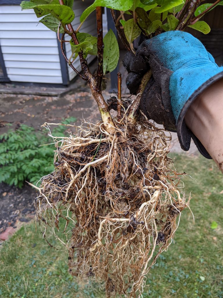 clean root ball DIY how to turn a hydrangea bush into a tree Montreal lifestyle fashion beauty blog