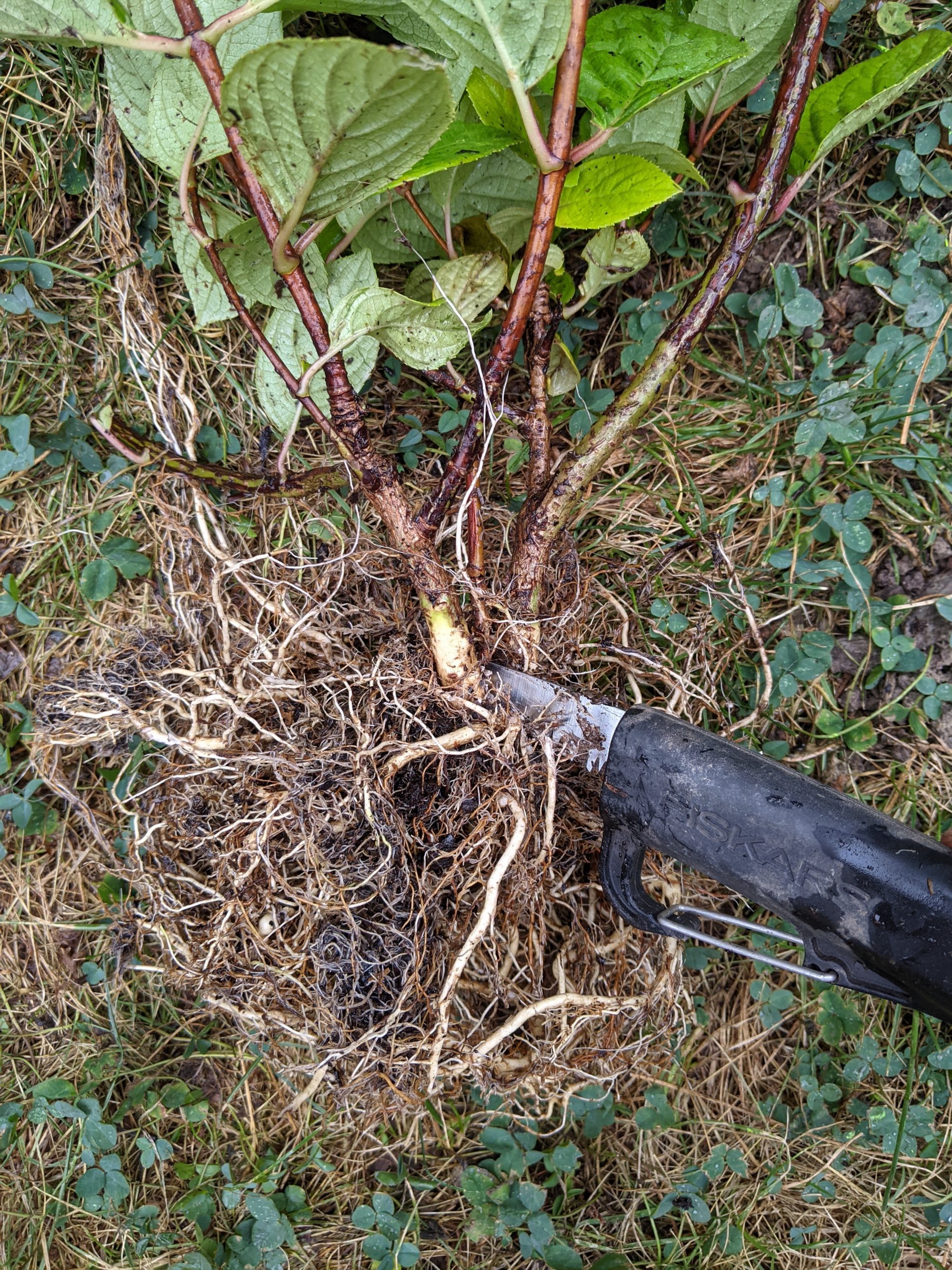 How To Train A Hydrangea Bush Into A Tree Form Eclectic Spark