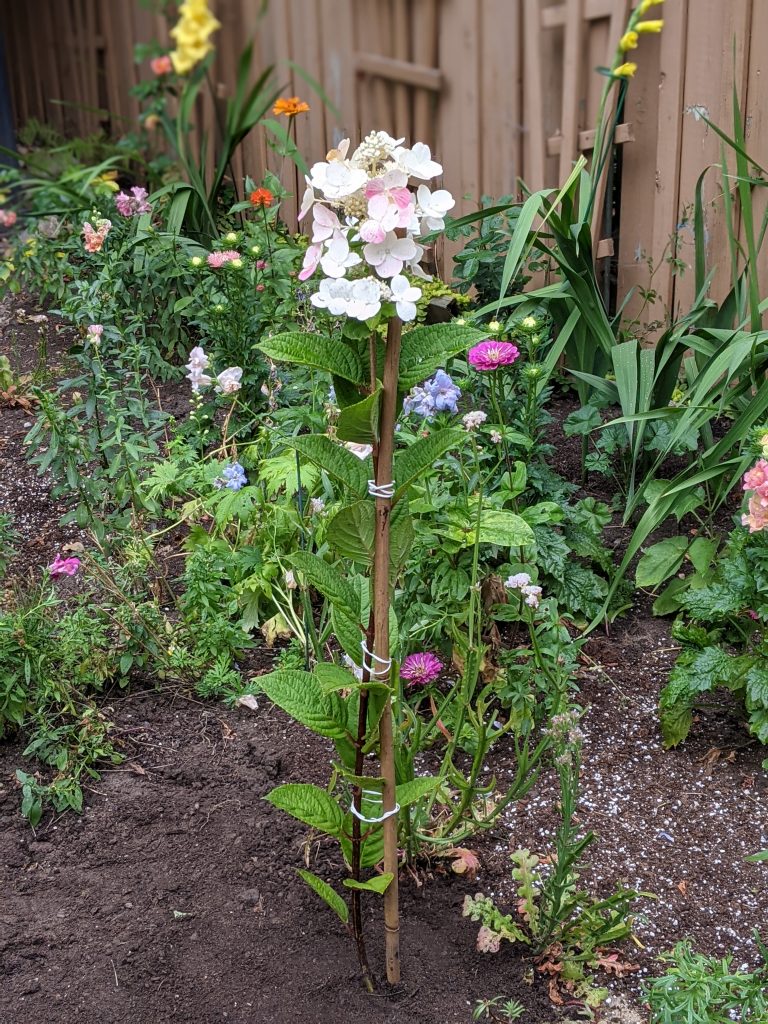 how-to-train-a-hydrangea-bush-into-a-tree-form-eclectic-spark