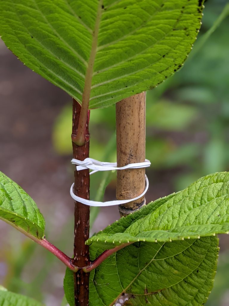 tie branch to tree stake DIY how to turn a hydrangea bush into a tree Montreal lifestyle fashion beauty blog