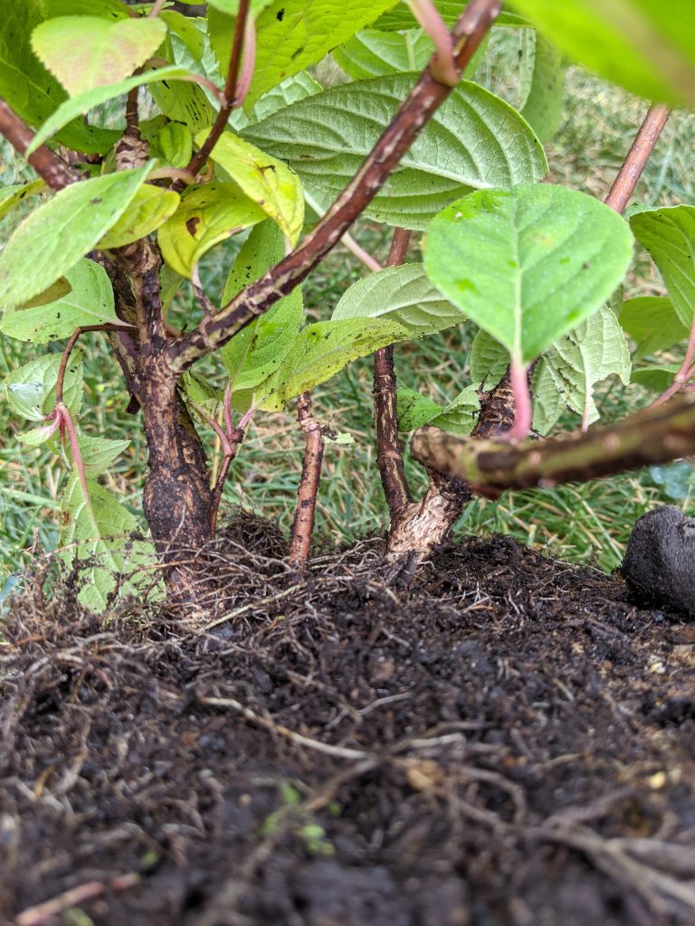 two branching off point DIY how to turn a hydrangea bush into a tree Montreal lifestyle fashion beauty blog