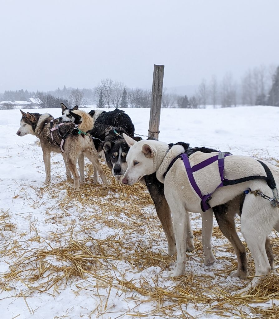 dog sledding Le Baluchon winter vacation Montreal fashion beauty lifestyle blog 2