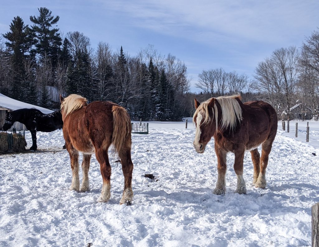horses Le Baluchon winter vacation Montreal fashion beauty lifestyle blog