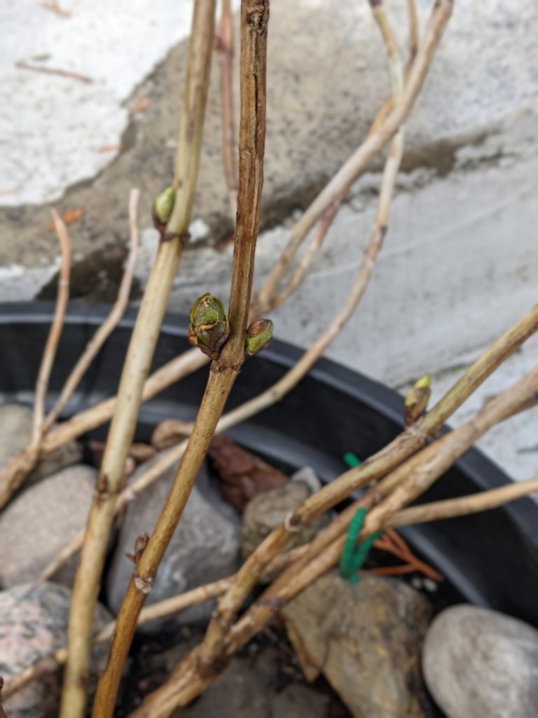 hydrangea buds Montreal lifestyle fashion beauty blog