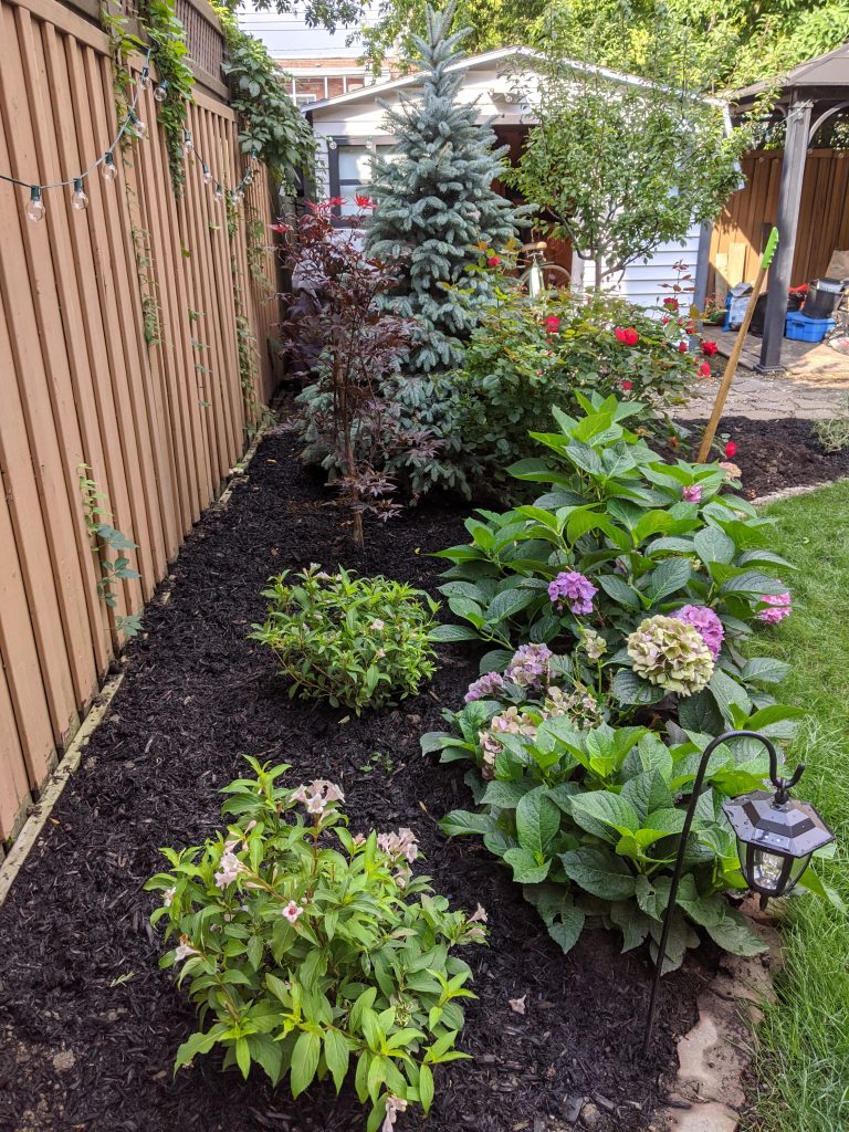 planting Bloodgood Japanese Maple and Fat Albert Blue Spruce DIY backyard flower garden remodel Montreal lifestyle beauty fashion blog