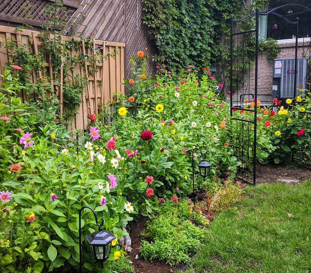dahlias and zinnias from seed DIY backyard flower garden remodel Montreal lifestyle beauty fashion blog