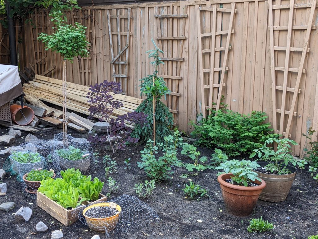 planting Mariken Ginko standard and weeping white spruce DIY backyard flower garden remodel Montreal lifestyle beauty fashion blog