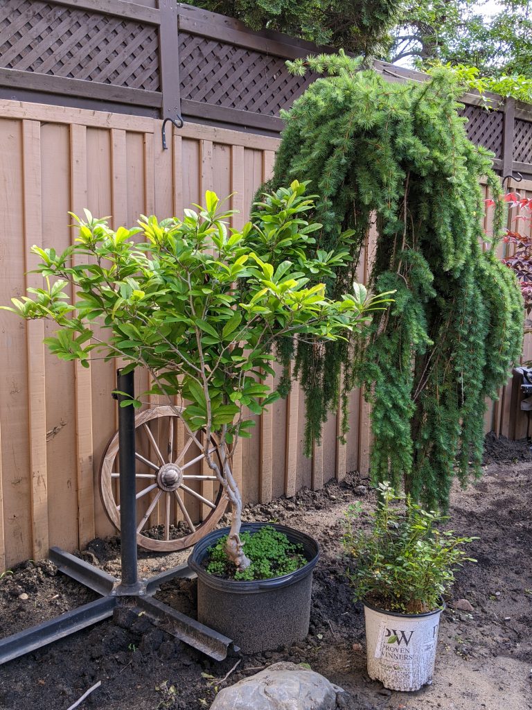 planting Leonard Messel magnolia tree and weeping European larch DIY backyard flower garden remodel Montreal lifestyle beauty fashion blog